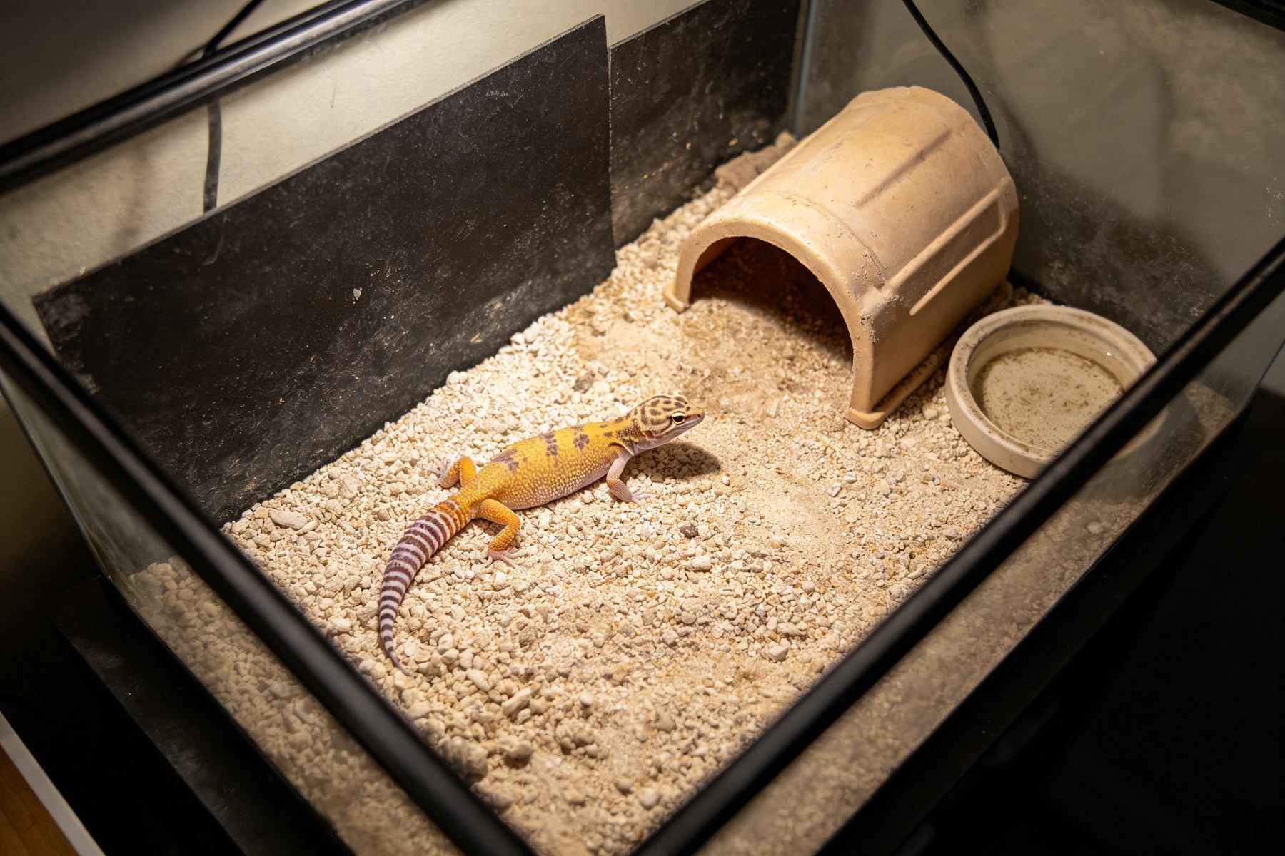 Beginner reptile mistakes guide