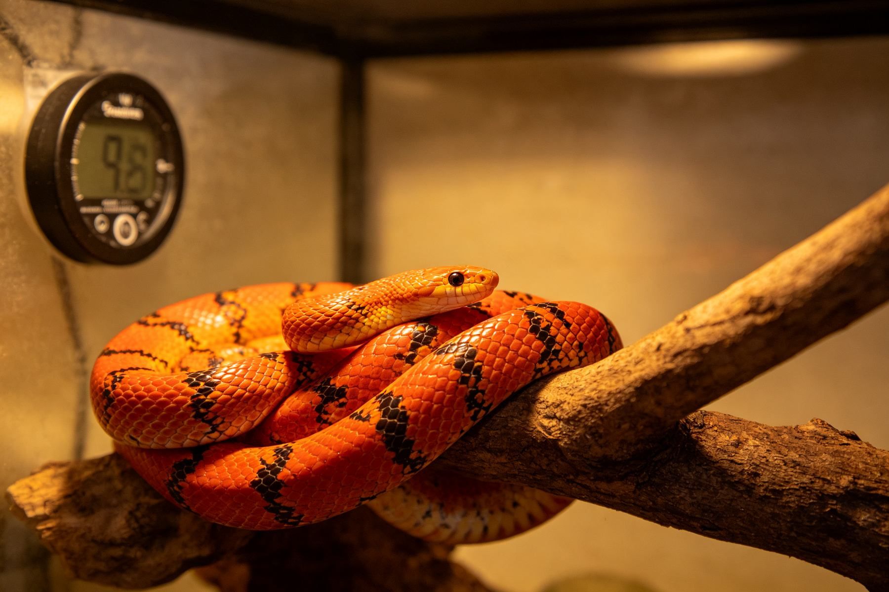 Corn snake care guide