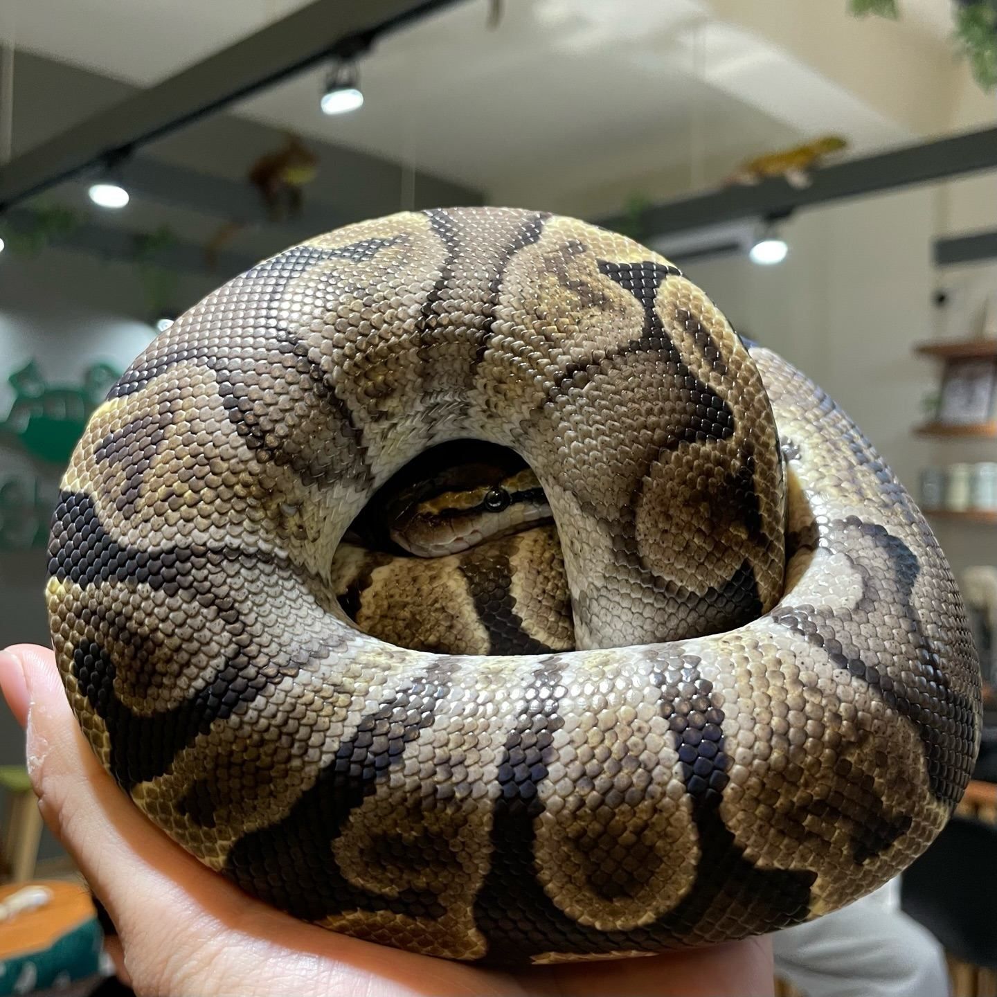Ball python — one of Canada's most loved reptiles