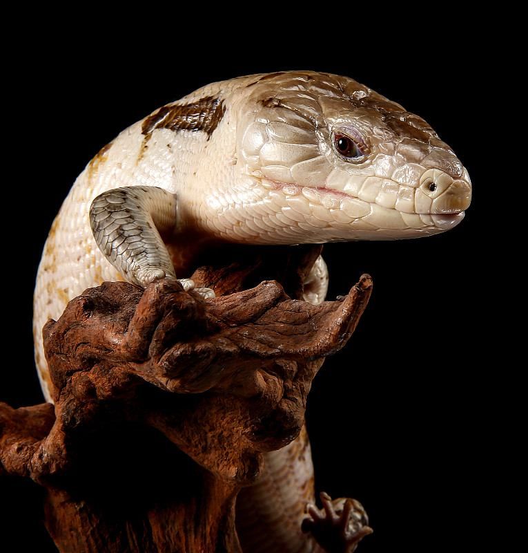 Blue-tongue Skink