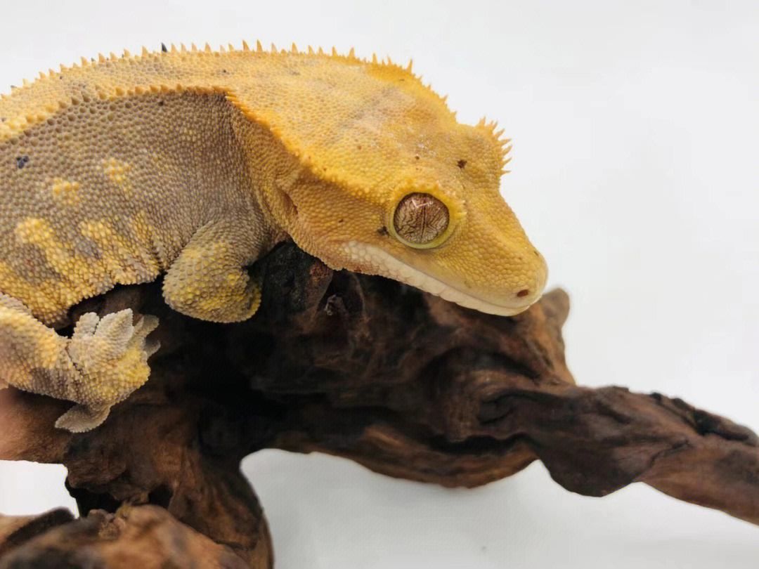 Crested Gecko