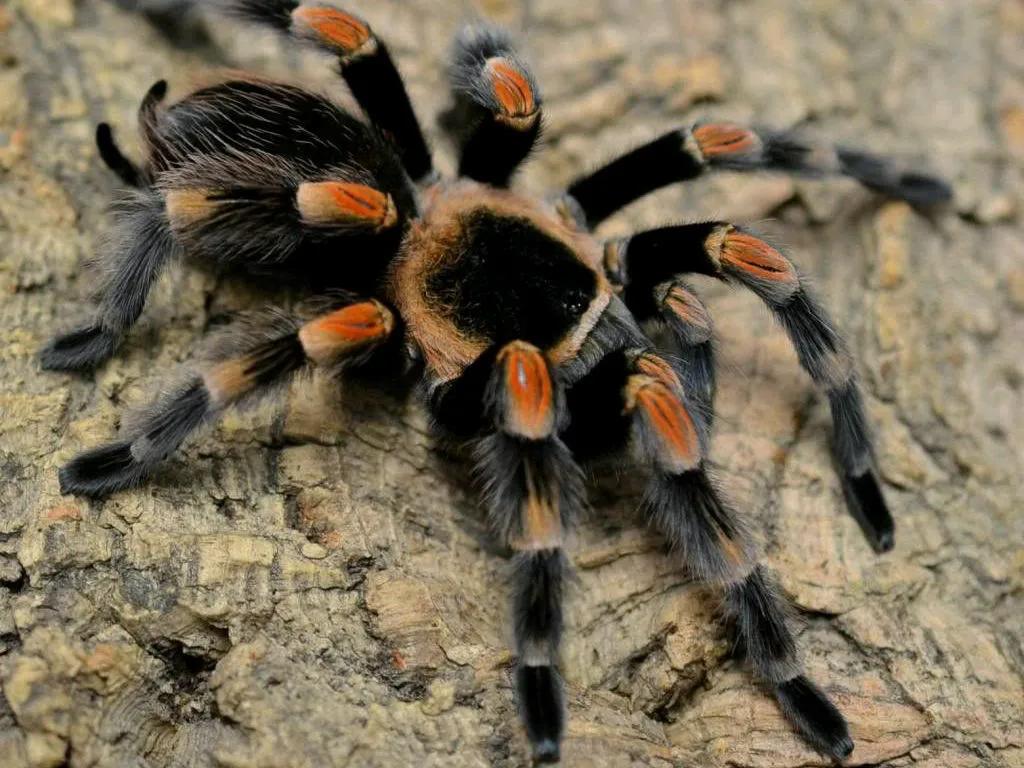 Mexican red-knee tarantula is CITES Appendix II